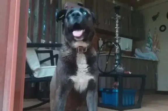 Собаки потеряшки, Сорокино, фото: Потеряшка собака РЕЙ в поселке Клязьминское Водохранилище (Московская область)