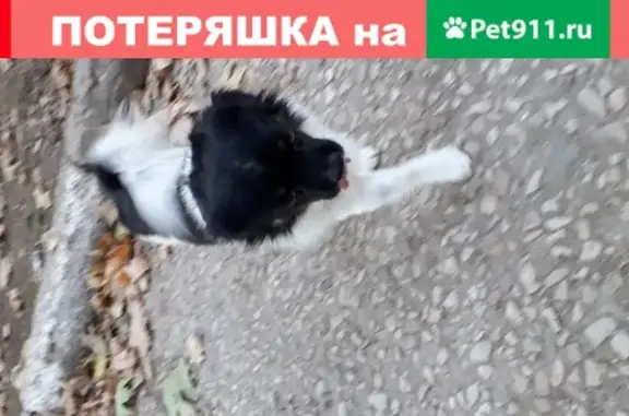 Найдена собака на ул. Ленина, 15 в Саках