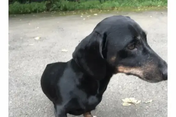 Собака Такса найдена на 3-й Владимирской улице!