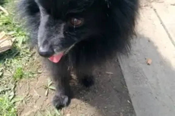 Пропала черный шпиц с одним глазом в Хабаровске (13 лет)