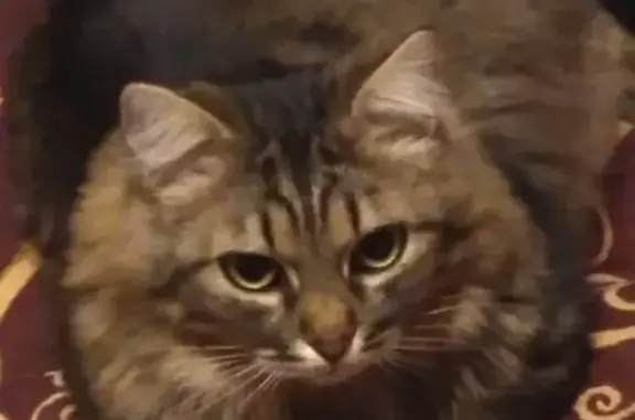 Кошки потеряшки, Москва, фото: Потеряшка кошка Тимоша, нуждается в специальном питании. Москва, Донская улица, 8.