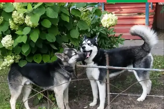 Собаки потеряшки, Москва, фото: Потеряшка собака Хаски и Матис в Химкинском районе, Банный переулок, д.11.