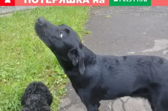 Собака найдена на улице Костромская, 94А