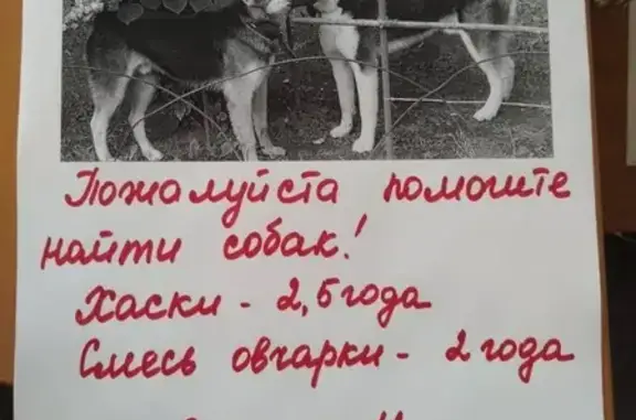 Собаки потеряшки, Москва, фото: Потеряшка собака в районе Банный переулок
