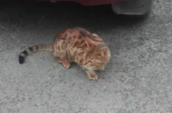 Найдена кошка на ул. Песочная, Ижевск