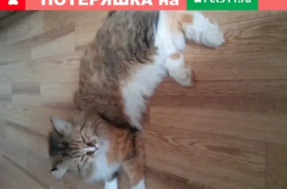 Найдена пушистая кошка с белым животиком в Новосибирске