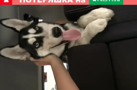 Найден щенок хаски на Дальней улице (Краснодар)