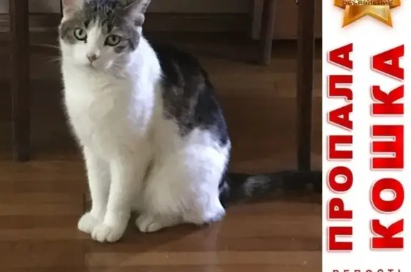 Потерянные животные Владивосток, фото: Пропала кошка на улице Маньчжурской (сопка Буссе)