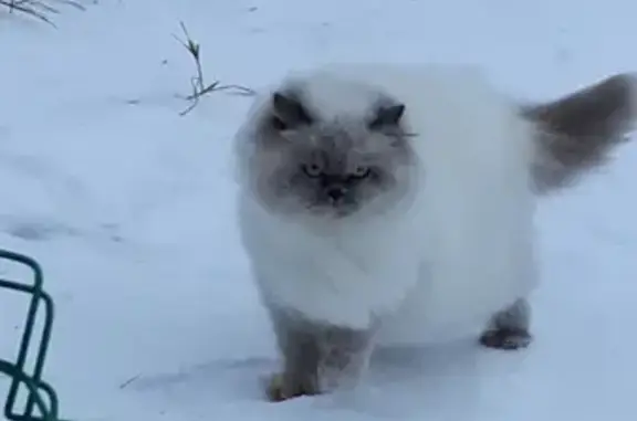 Пропала белая кошка с дымчатым хвостом и мордочкой в Гатчине, СНТ Скороход 3