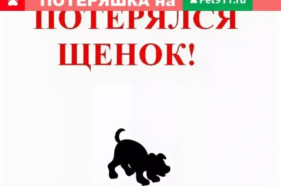 Пропала собака на Воронежской, отзовитесь, если видели!