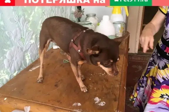 Собака найдена возле ОАО Транспорт в Богдановиче.