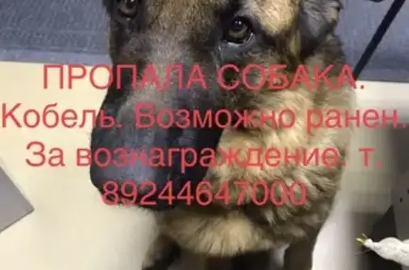 Пропала собака Немец на Объездной дороге в Якутии