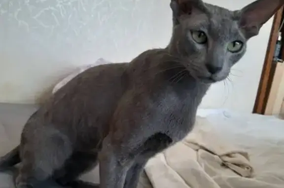 Пропала кошка в Приозерском районе, вознаграждение гарантируем!