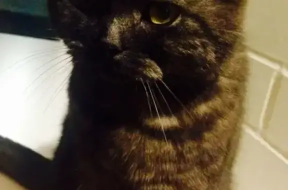 Кошки потеряшки, Набережные Челны, фото: Потеряшка кошка в Набережных Челнах