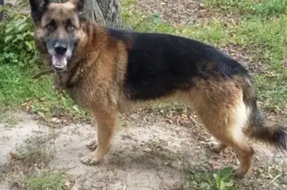 Собаки потеряшки, Хотьково, фото: Потеряшка добрая немецкая овчарка в Хотьково, ищут хозяев!