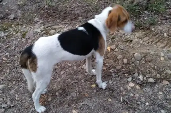 Найдена собака в грибном, находится в СНТ 