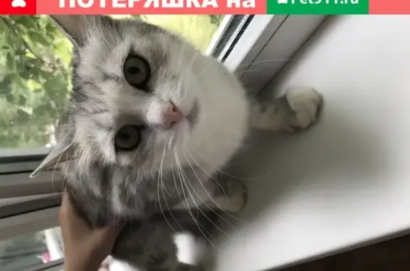 Невская маскарадная кошка найдена в Брянске