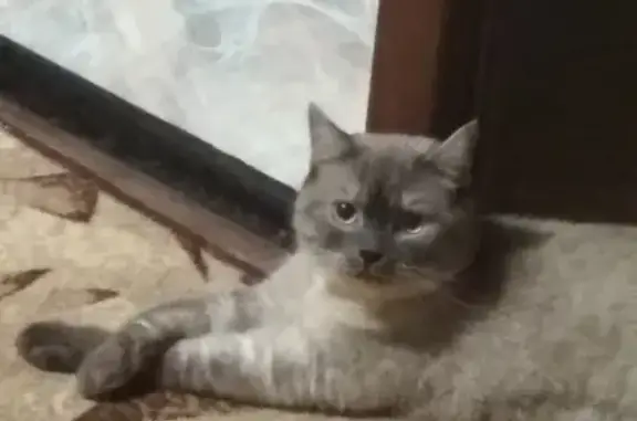 Пропала кошка на Вятской улице в Ростове-на-Дону