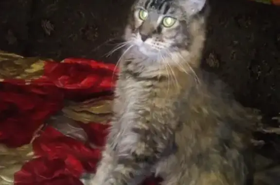 Пропала кошка по ул. Кузнецкая 47 в Междуреченске