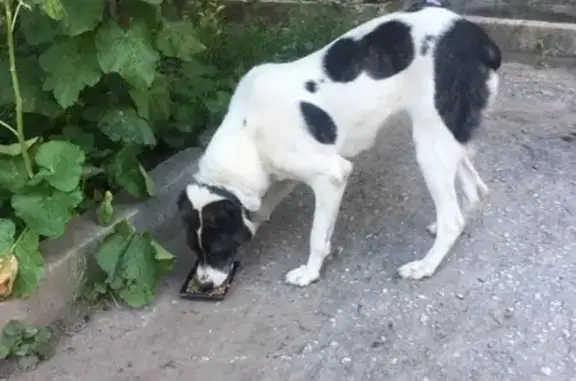 Собака потерялась на ул.Стройкова, д.25, помогите найти хозяина!