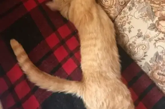 Пропал рыжий кот с перебитой лапой в Кондрово