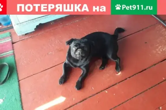 Пропала собака Бобби в Выезжем логу, Красноярский край