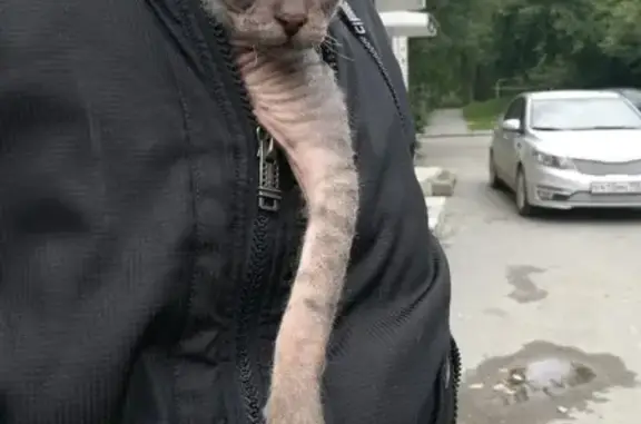 Найдена кошка сфинкс в ЖБИ, Екатеринбург