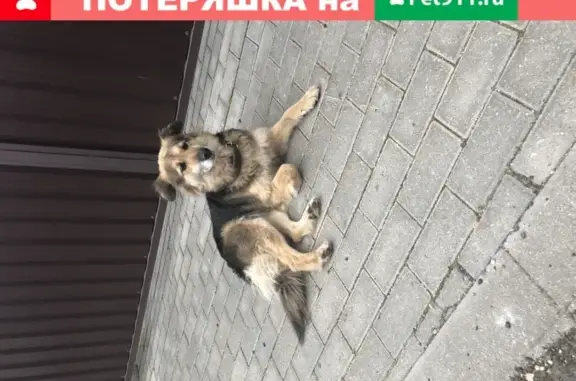 Найдена домашняя собака в Москве, ул. Лесная, 132