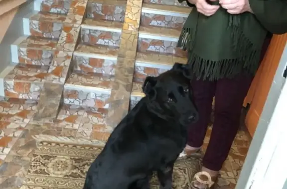 Найдена домашняя собака в Москве, Бутырском районе
