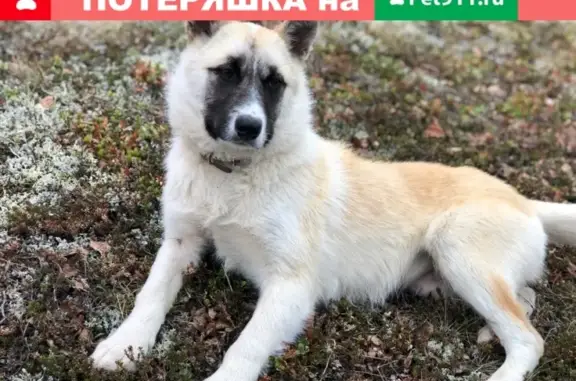 Пропала собака Лакки в Нарьян-Маре