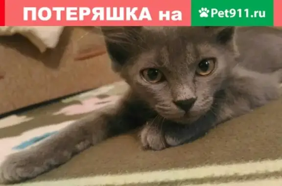 Пропал кот в станице Новотитаровская, Краснодарский край