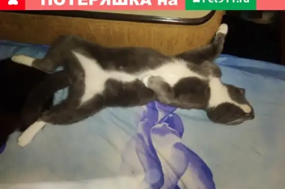 Пропала кошка в Новороссийске, район мефодиевки, кличка Яшка. Помогите найти!