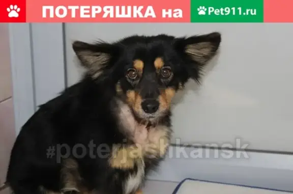 Пропала собака Норд в районе ВАСХНИЛ, Новосибирск #lostpet