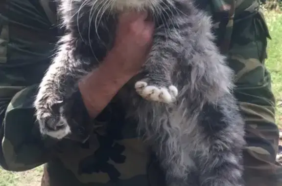 Найден кот в деревне Сивцево у реки Гусь