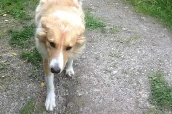 Найдена собака в садовом товариществе Московского района