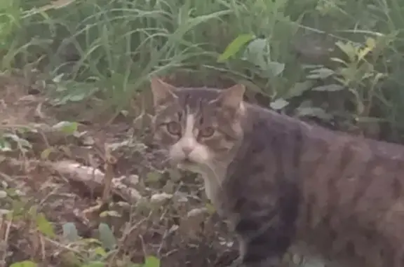 Найден кот на ул. Кащеевой, ищем хозяев
