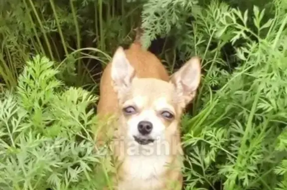 Пропала собака Жужа на СНТ Зеленая Долина, Новосибирск