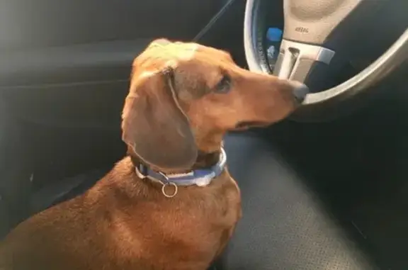 Собаки потеряшки, Москва, фото: Потеряшка собака Каспер на Широкой улице