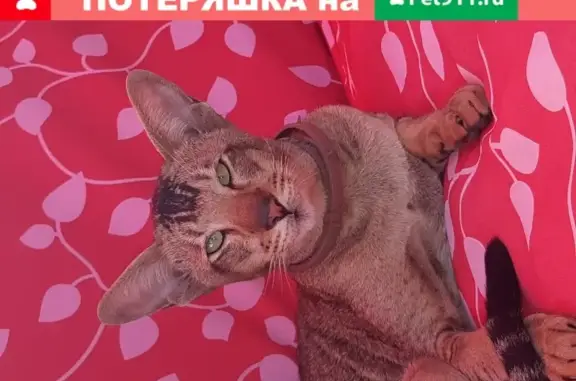 Пропал кот Цезарь в снт Азотовец, Кемерово