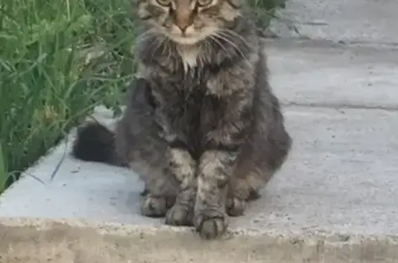 Пропал кот Барсик в Мраково, ул. Климова, 15 июля.