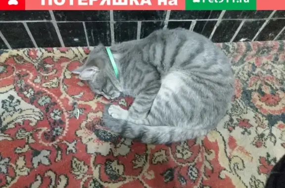 Найден домашний кот в Пресненском районе, Москва