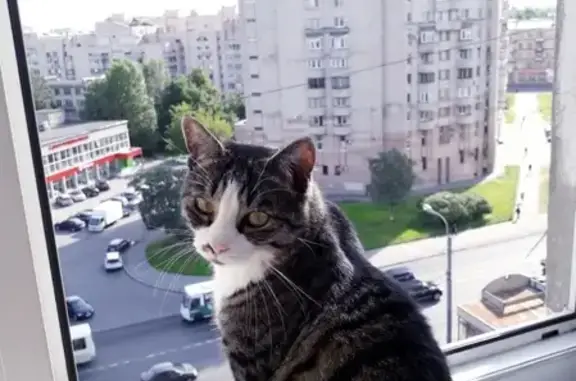 Пропал кот на улице Краснопутиловская, 121!