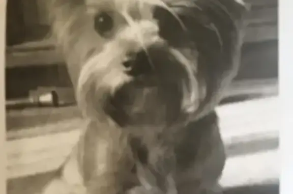 Собаки потеряшки, Калининград, фото: Потеряшка йоркширский терьер Мартин, ул. Нарвская, Калининград. SOS!