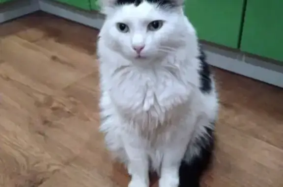 Пропал домашний кот в Балаково, нуждается в лекарствах
