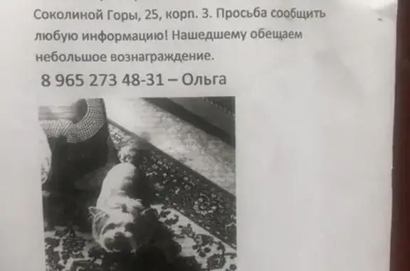 Собаки потеряшки, Москва, фото: Потеряшка собака на улице Соколиной Горы, 23к1