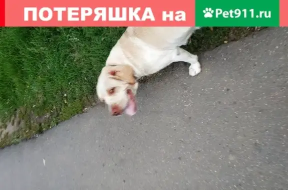 Пропала собака Холи возле станции Румянцева, Истратринский р-н