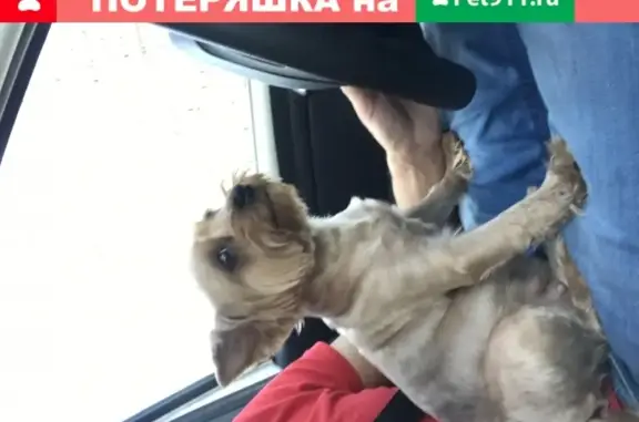 Собаки потеряшки, Москва, фото: Потеряшка собака НЮСЯ на улице Тухачевского в Москве