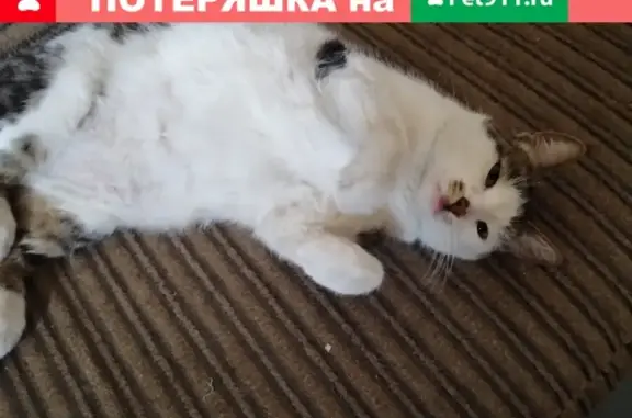 Потерянные животные Санкт-Петербург, фото: Пропала стерилизованная кошка на Обводном канале, СПб