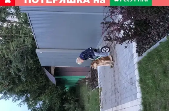Найден домашний пёс в селе Староживотинное, Воронежская область, ул. Песчаная, 10А.