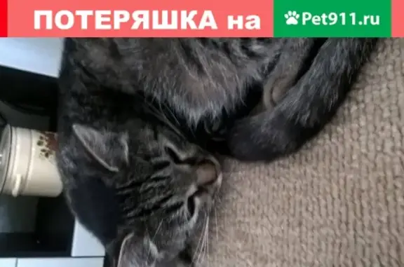 Найдена домашняя кошка на улицах Знаменская и Беляева в Калуге